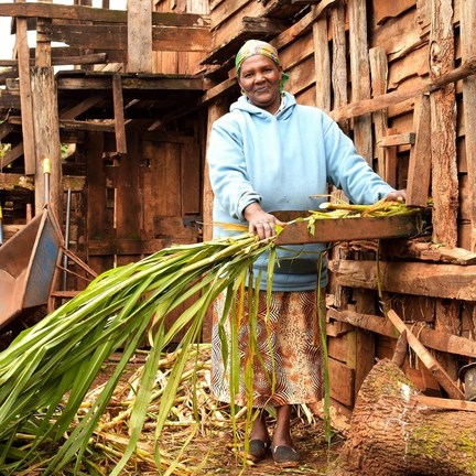 Sukin and Trees For The Future Join Forces to Fight the Humanitarian and Environmental Toll of Deforestation - Vimarsana News