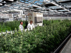 Leading the Way for Cannabis Cultivation Sustainability, Phylos and Progressive Plant Research Develop Strategic Efficiencies for Cannabis and Hemp Greenhouse Cultivation