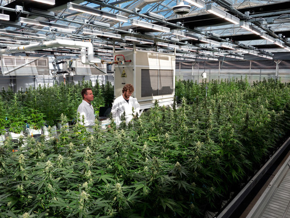 Leading the Way for Cannabis Cultivation Sustainability, Phylos and Progressive Plant Research Develop Strategic Efficiencies for Cannabis and Hemp Greenhouse Cultivation - Vimarsana News