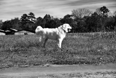2017 ACE Winner (Service Dog Category): Great Pyrenees, 