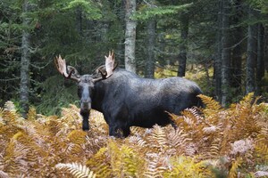 Tirages au sort - Un encadrement bonifié pour une chasse réussie