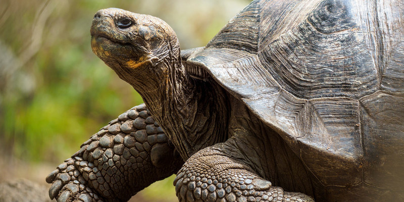 Hurtigruten Expeditions Donates to Alaska Wilderness League and Galápagos Conservancy to Protect Local Wildlife - Vimarsana News