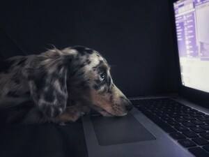 Free Website Brings Holiday Comfort to Pet Parents by Connecting Them Online with Their Past Pet's Current Owner