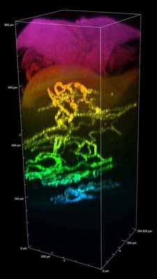 3D imaging of blood vessels (Alexa 488) and epidermis (SHG) in a mouse paw. The optional AX R MP-dedicated CFI75 Apochromat LWD 20XC W water dipping objective for biological microscopes was used.