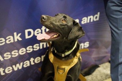 Vessel the leak detection dog