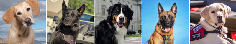 Five Heroic Dogs Honored With 2021 AKC® Humane Fund Awards For Canine Excellence (ACE) - Vimarsana News