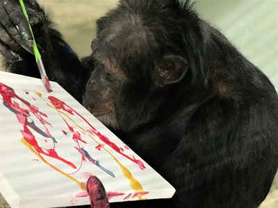 Art is one of the many enrichment activities for the chimpanzees and orangutans at the Center for Great Apes. Select pieces are included in the online auction.