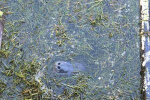 Sea &amp; Shoreline Creates Solution To Feed Seagrass To Starving Manatees