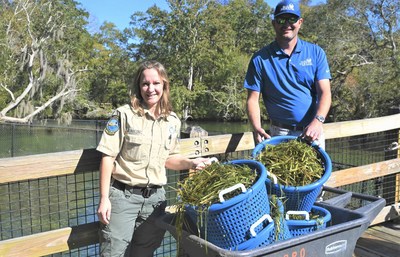 Homosassa Springs Wildlife State Park's Wildlife Care Supervisor Andrea Junkunc and Sea & Shoreline President Care Henne feed seagrass to rescued manatees