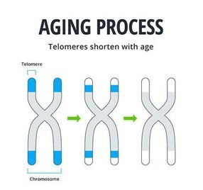 Divine Soul Yoga Makes Breakthrough; Records Reverse Signs of Ageing in Human Cells with a 57 % Increase in Telomere Length