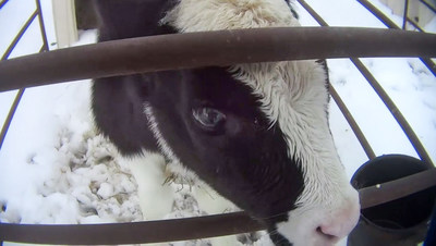 You can help innocent calves by leaving dairy and meat off your plate.