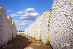 SAS and Cotton Incorporated address productivity and sustainability in cotton industry