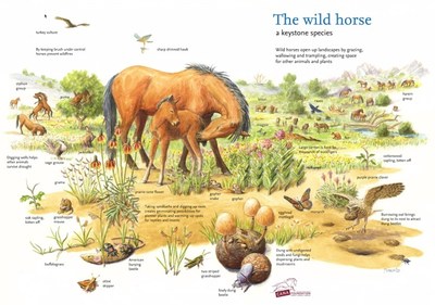 Keystone species and their role in rewilding