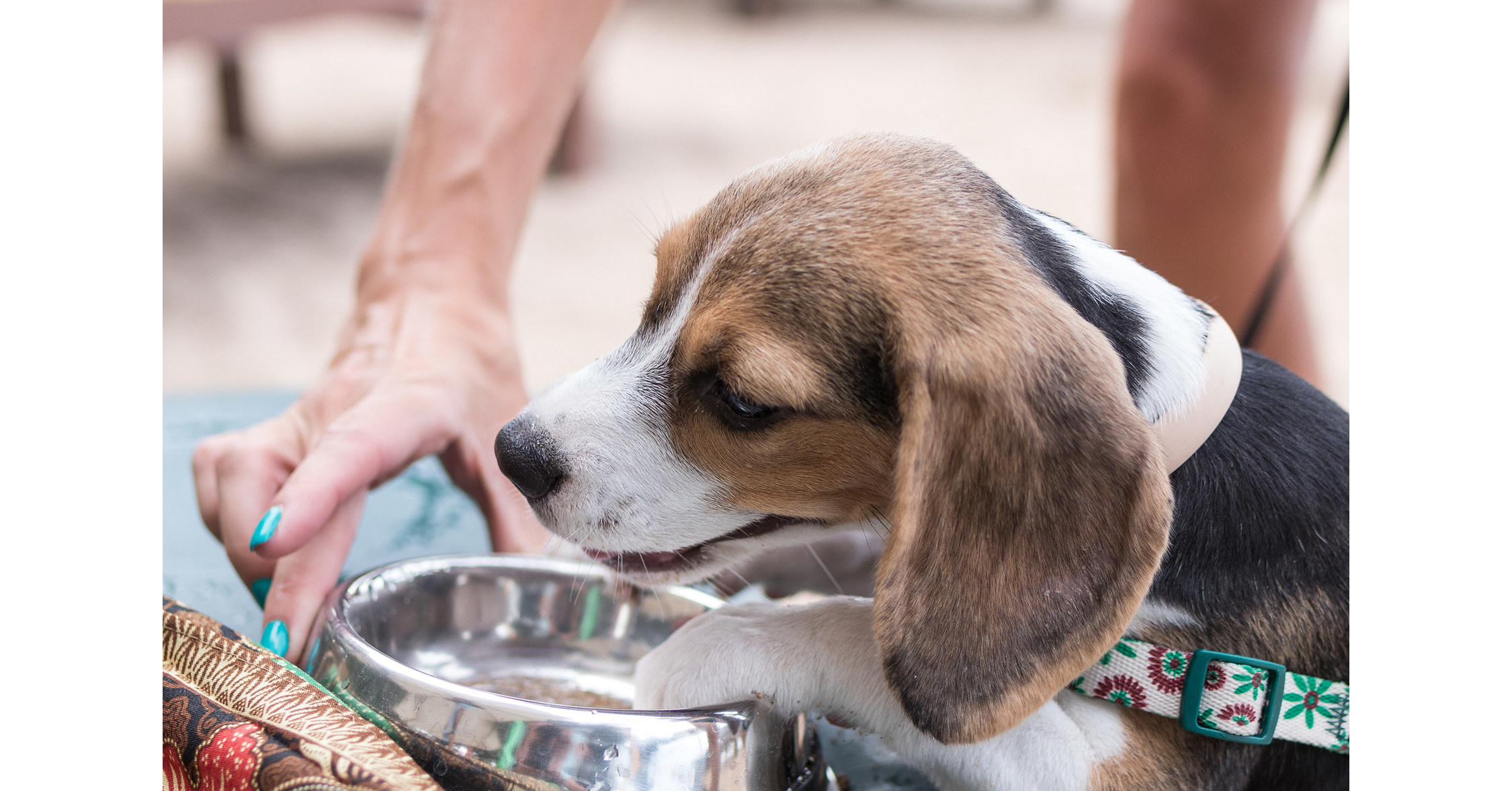 4 Helpful Tips for Flying with Pets