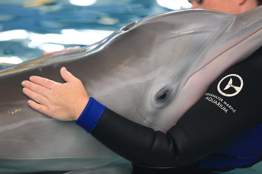 Clearwater Marine Aquarium Announces Winter the Dolphin's Legacy - Vimarsana News