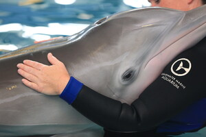 Clearwater Marine Aquarium Announces Winter the Dolphin's Legacy