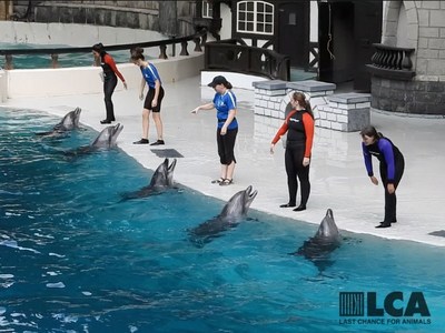 Cetacean performance at Marineland Canada (CNW Group/Last Chance For Animals)