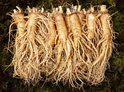 Photo provided : the Korea Ginseng Association