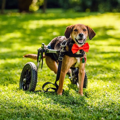 A portion of proceeds from the sale of Tailored® Pet's new line of merchandise will be donated to Joey's Prosthetics and Wheelchairs (P.A.W.), a 501(c)(3), non-profit organization dedicated to providing prosthetics, wheelchairs and other mobility devices to animals with special needs.