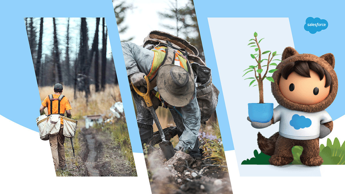 Salesforce Drives Reforestation Across Canada in Partnership with One Tree Planted - Vimarsana News