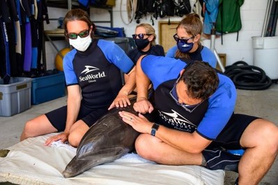SeaWorld Rescue Animal Care Specialists assisting with rescue dolphin Apollo's veterinarian check-up upon his arrival to SeaWorld Orlando