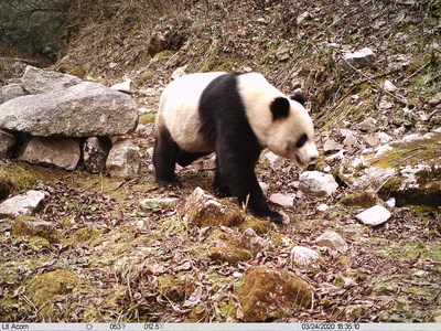 Un panda en la Reserva Natural Provincial de Daxiangling, Sichuan