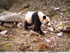 Sichuan Daily: Walking into the Giant Panda National Park in the books to see our national treasure and its friends