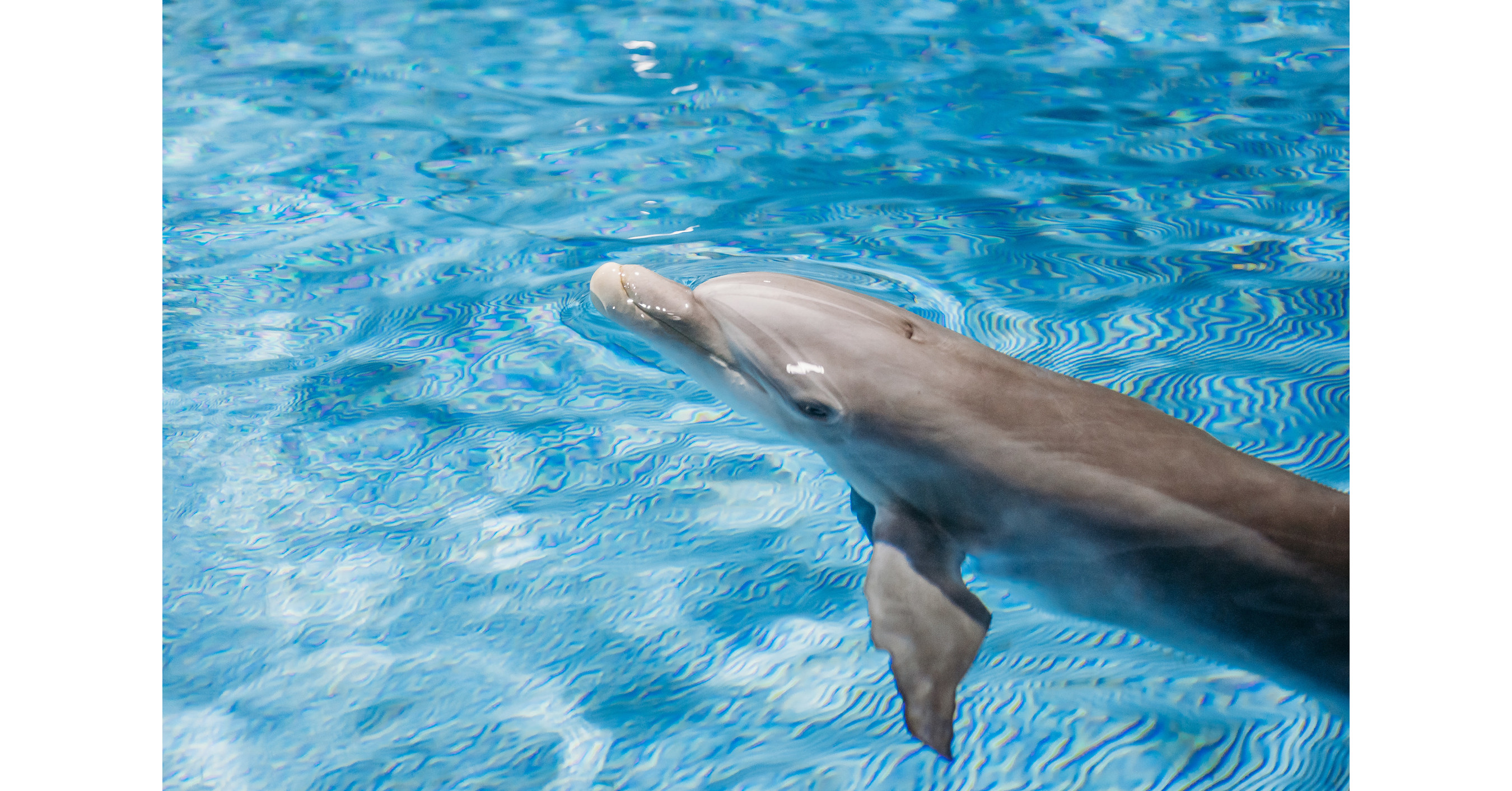 Clearwater Marine Aquarium Welcomes New Rescued Resident Dolphin