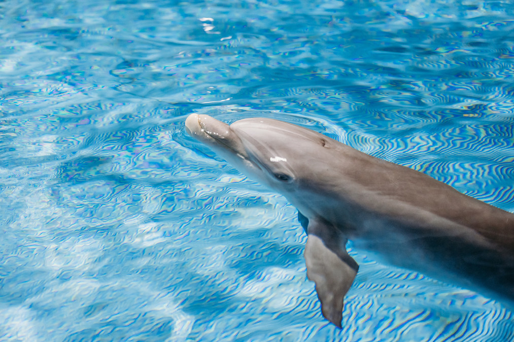 Clearwater Marine Aquarium Welcomes New Rescued Resident Dolphin Named "Apollo" - Vimarsana News