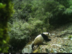 Sichuan, China: Some Wild Giant Pandas Love to "Pose"