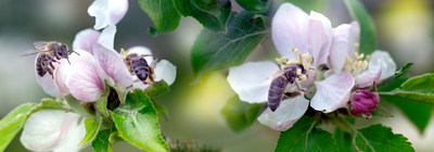 Fruiting and flowering trees provide excellent sources of pollen for bees!