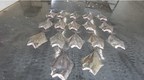 Lengthy investigation leads to 66 halibut fishing charges in Nova Scotia