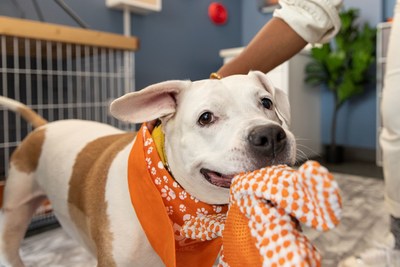 At the ASPCA Adoption Center, dogs who are overcoming behavioral or medical challenges benefit from time in the real-life room as they become familiar with experiences they may encounter in a home. Credit: ASPCA