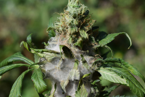 Cannabis mold infestations