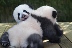 Sichuan Daily: Chinese Giant Panda Cubs in France Having Their Own Names