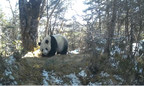 Sichuan, China: Giant Panda in Aba "Showing Off Skills" in the Wild Environment