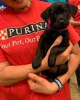 Purina Donates $25,000 to Help Pets and People Impacted by Midwest Tornadoes