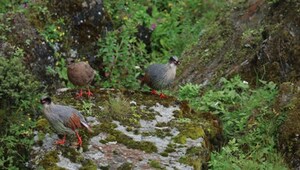 CRI Online: Preliminary Results of the First Biodiversity Field Survey in Deyang Section of the Giant Panda National Park Released