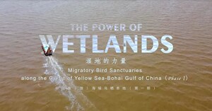 Die The Power of Wetlands - The Power of Wetlands auf dem internationalen Flughafen für Zugvögel spüren