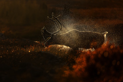 claboussures : Un caribou, silhouett par le soleil couchant, secoue l'eau aprs avoir travers la Rivire aux Feuilles au Nunavik, dans l'extrme Nord-du-Qubec. Jean-Simon Bgin (Groupe CNW/Socit gographique royale du Canada)