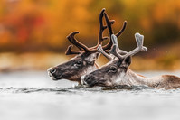 Couple crossing river: A pair of caribou cross the Leaf River in Nunavik, Quebec's far north, during their autumn migration. Jean-Simon Bégin (CNW Group/Royal Canadian Geographical Society)
