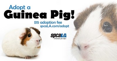 Guinea pig adopters wanted!