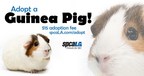Shelters Across California Experiencing Increase in Guinea Pig Intake