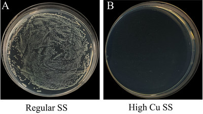 Figura 3: fotos de colônias bacterianas típicas em A) aço inoxidável normal e B) aço inoxidável com alto teor de cobre (20 wt %) (PRNewsfoto/The University of Hong Kong)