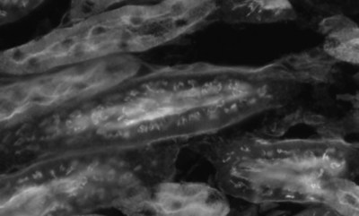 Comparison of fluorescent images (monochrome) of mouse kidney
Images were acquired with the conventional model "DS-Ri2"