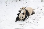 Daxiangling Releasing Base: The rewilding and releasing process was smooth and the three giant pandas adapt it well