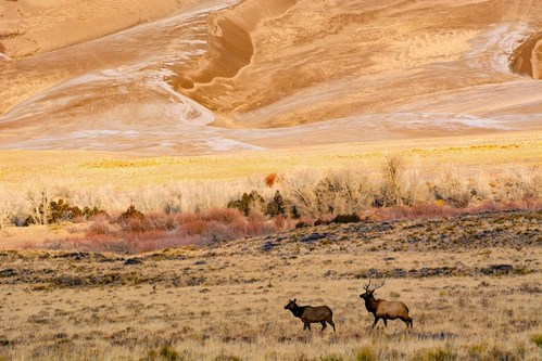 Elk in the grasslands of Great Sand Dunes National Park & Preserve Photo credit: NPS/Patrick Myers