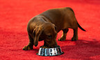 ROYAL CANIN PUPPY PRE-SHOW PUTS THE MAGNIFICENCE OF PUPPYHOOD ON...