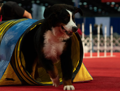 King, a six-month old Bernese Mountain Dog, participates in a 2019 Royal Canin Puppy Pre-Show activity.