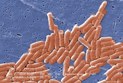 Salmonella bacteria